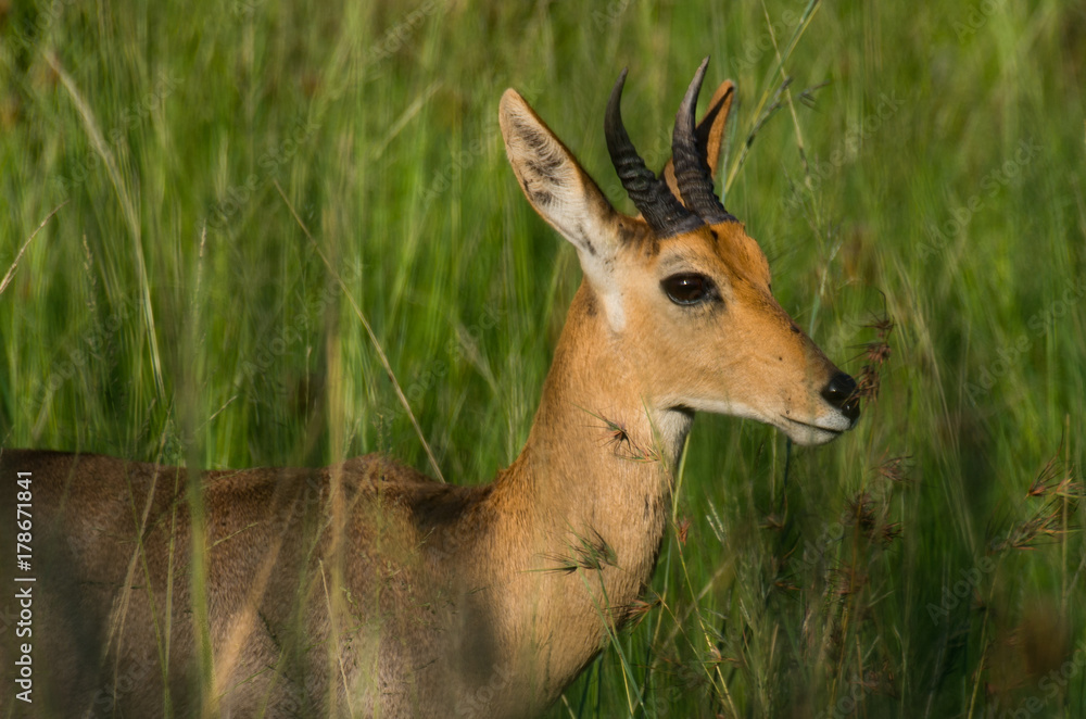 Portrait of face of Mountain reedbuck standing in tall green grass with prominent horns Portrait of face of Mountain reedbuck standing in tall green grass with prominent horns