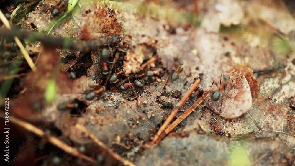 Red Forest Ants Formica Rufa On A Fallen Old Tree Trunk. Ants Moving In Anthill Red Forest Ants Formica Rufa On A Fallen Old Tree Trunk. Ants Moving In Anthill