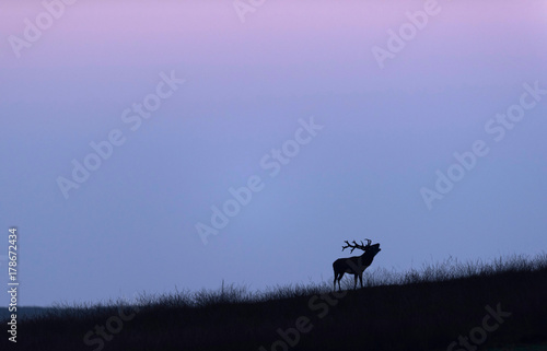 Bellowing red deer stag on grassy slope at sunset