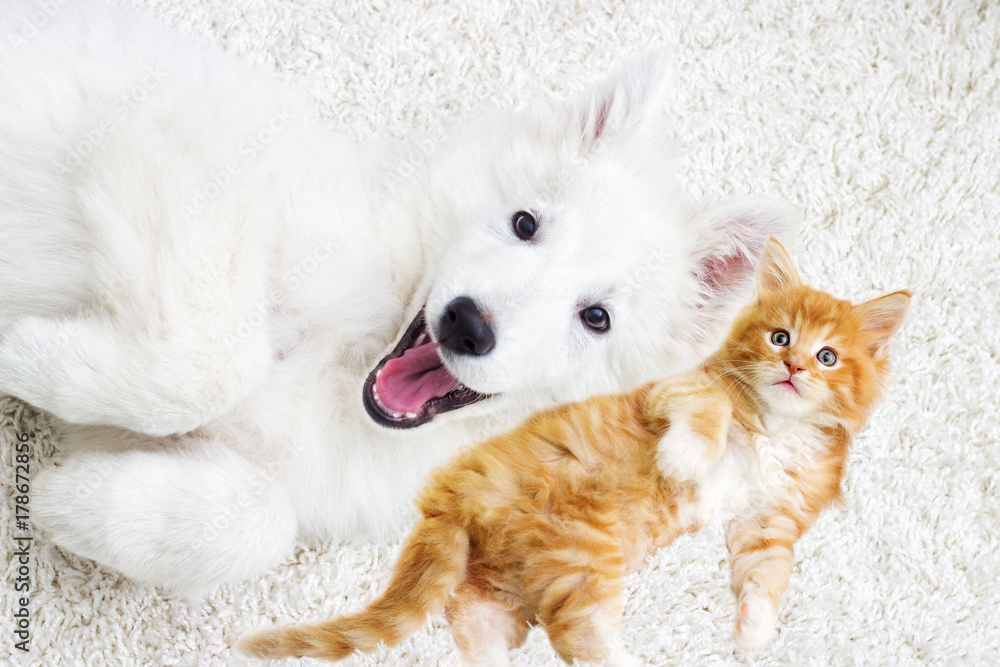 kitten and puppy together lie fluffy carpet