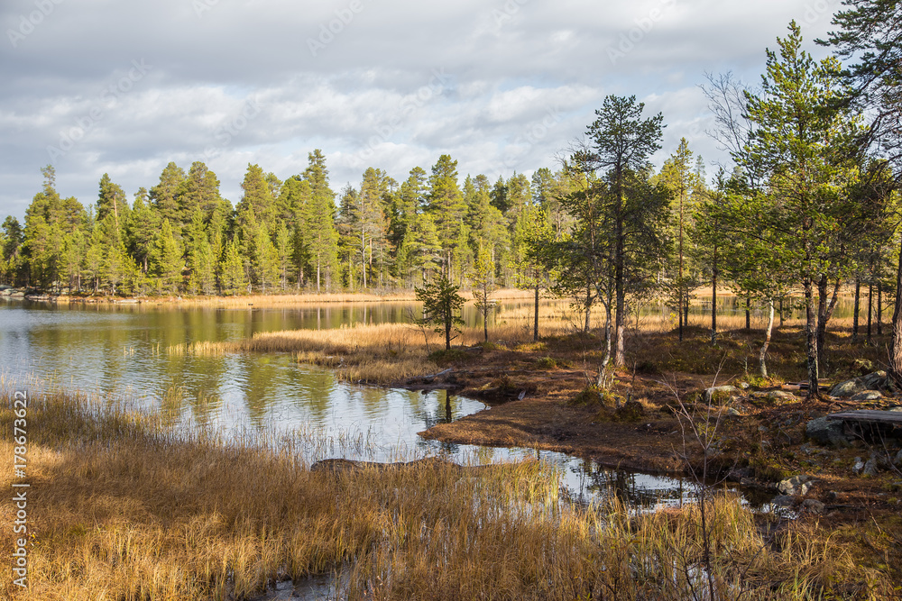 A beautiful autumn landscape at the coast of a lake in Femundsmarka National Park in Norway. Seasonal scenery in fall.