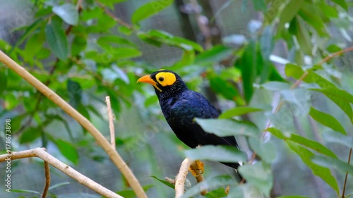 Yellow-faced myna (Mino Dumontii) photo