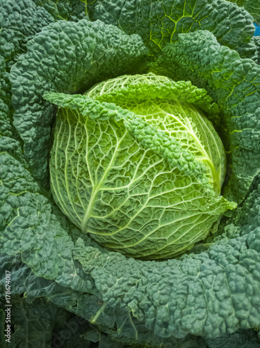 Winter green healthy vegetable, fresh savoy cabbage, new harvest