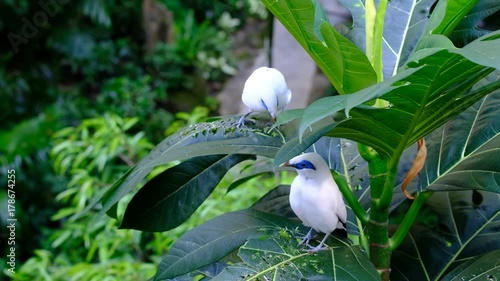 Bali myna (Leucopsar rothschildi)