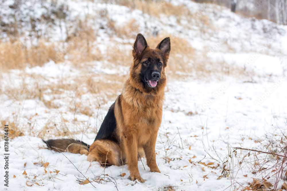 Happy German Shepherd in the snow. Winter season. Cute beautiful dog.
