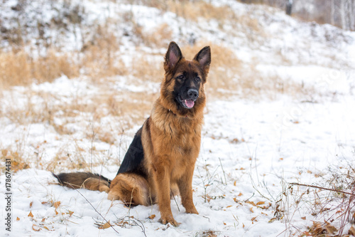 Happy German Shepherd in the snow. Winter season. Cute beautiful dog. © Кристина Корнеева