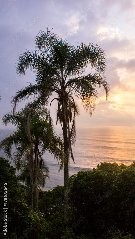 palms palms