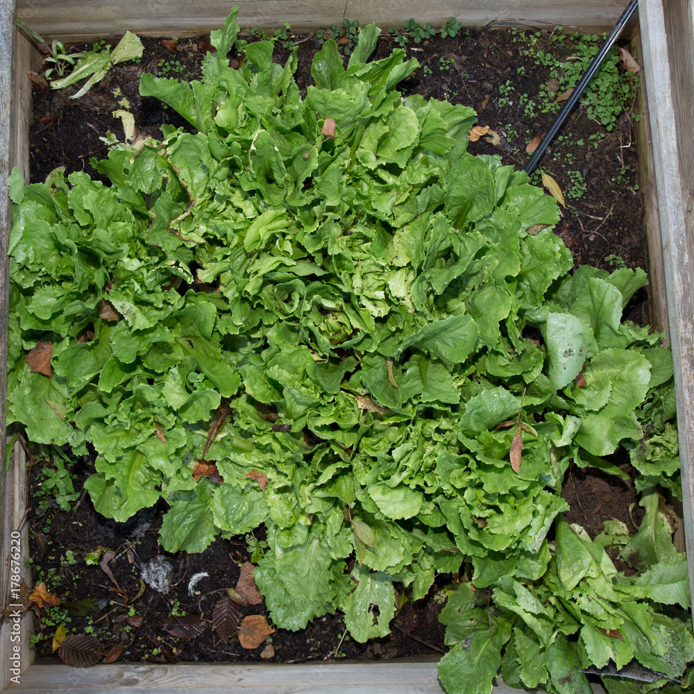 Wooden frames for growing salad and vegetables Wooden frames for growing salad and vegetables