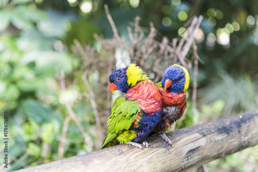 Obraz premium Rainbow lorikeet