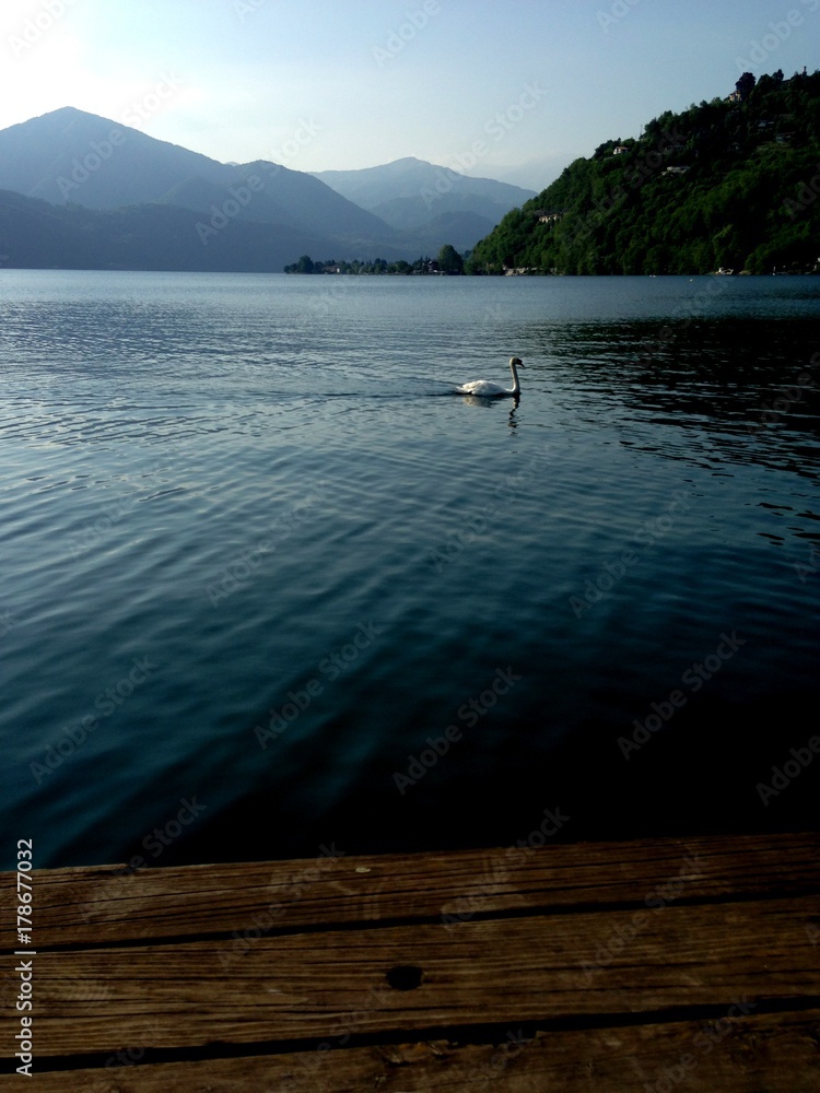 Lake Orta Summer Swan, Italy