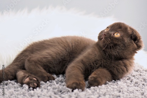 Portrait braune British Scottish Fold liegend auf grau weißem Teppich  © gismo2015