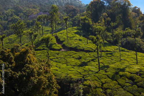 Coonoor, green field, tea plantation. Nilgiri mountain railway. India