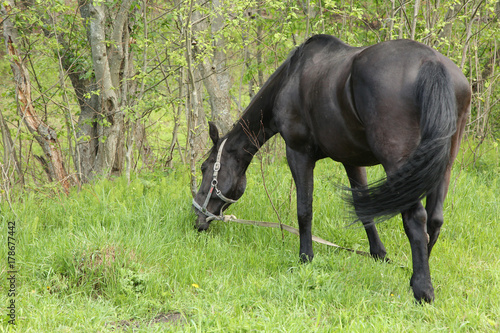 Чёрный конь на выпасе