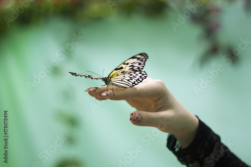 butterfly sits on a hand