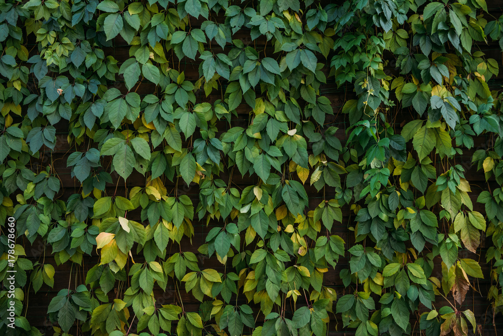 Green leaves background Green leaves background
