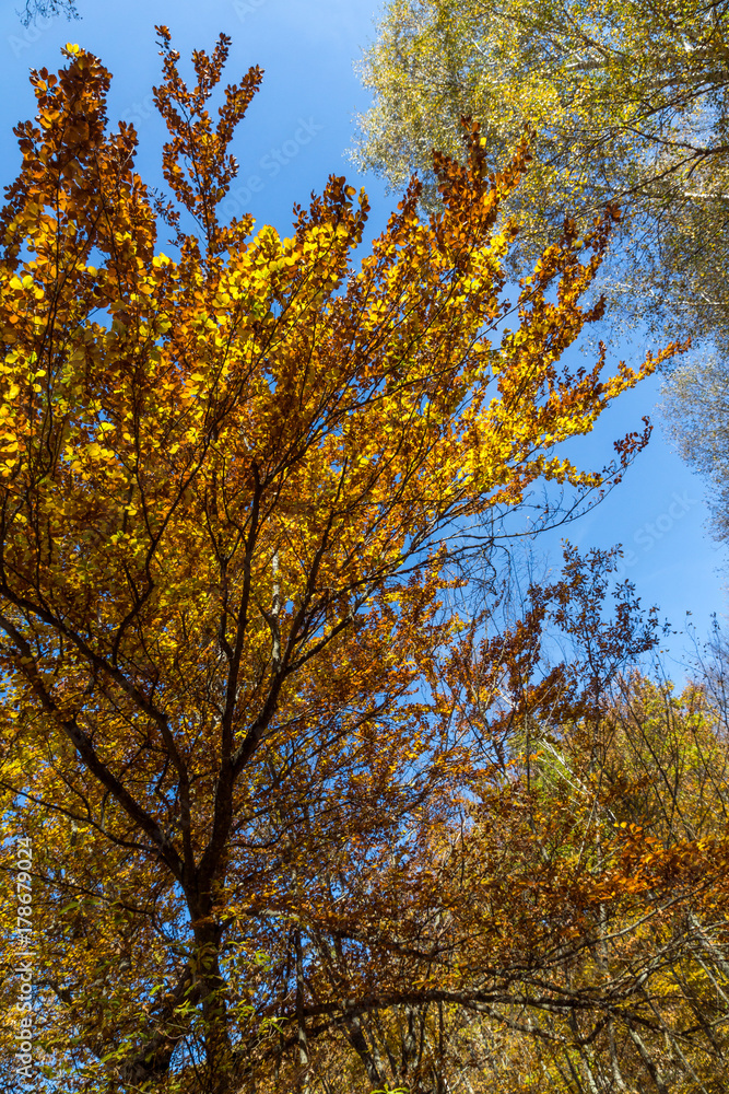 Autumn Landscape with yellow near Devil town in Radan Mountain, Serbia Autumn Landscape with yellow near Devil town in Radan Mountain, Serbia
