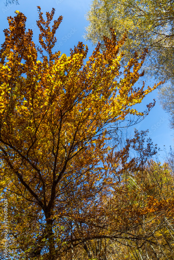 Autumn Landscape with yellow near Devil town in Radan Mountain, Serbia