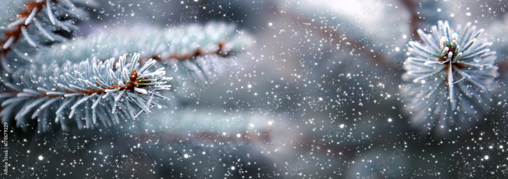 Blue fir tree branches with snowfall. - obrazy, fototapety, plakaty 