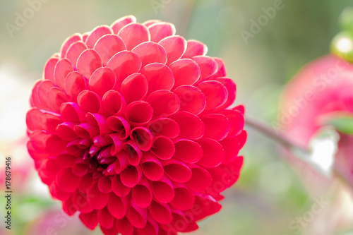 Beautiful flower blooming  in  spring day  by Macro lens .