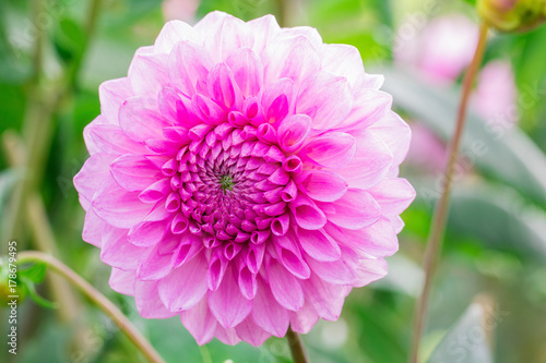 Beautiful pink flower blooming  in  spring day  by Macro lens .