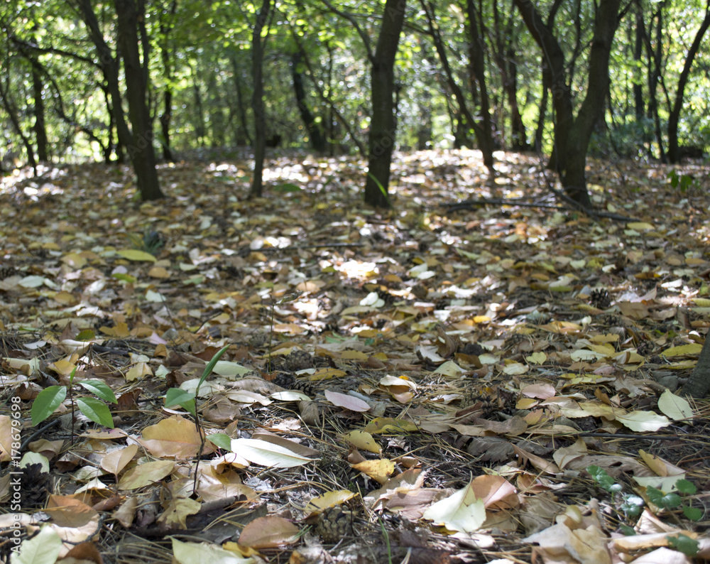 Autumn background of trees and leaves Autumn background of trees and leaves