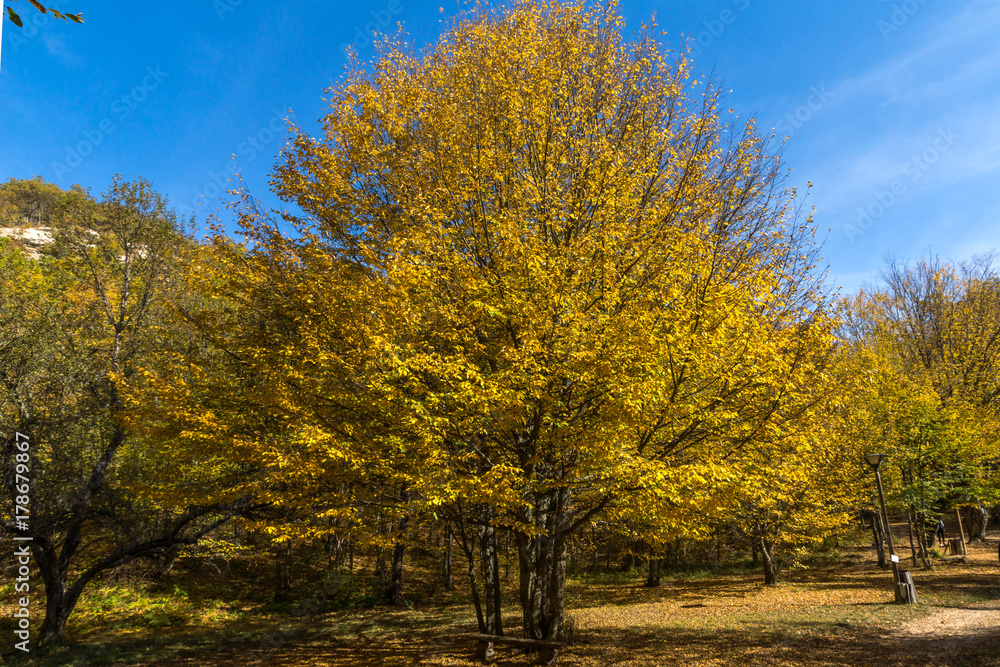 Autumn Landscape with yellow near Devil town in Radan Mountain, Serbia