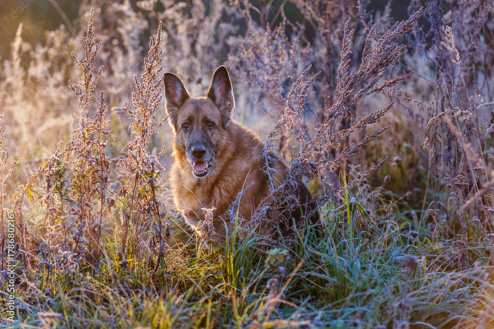 German shepherd dog sits in a frost-covered grass, earlier in autumn morning German shepherd dog sits in a frost-covered grass, earlier in autumn morning