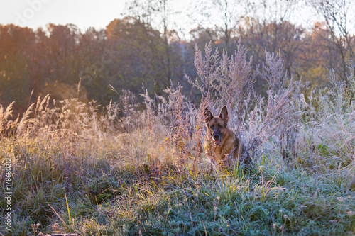 German shepherd dog sits in a frost-covered grass, earlier in autumn morning
