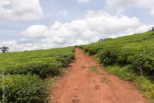 Ssezibwa, Uganda. 23 April 2017. Tea plantation.