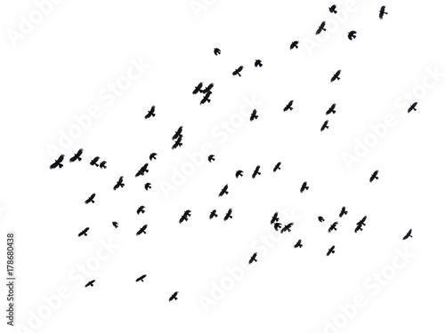The black birds in flight in sky