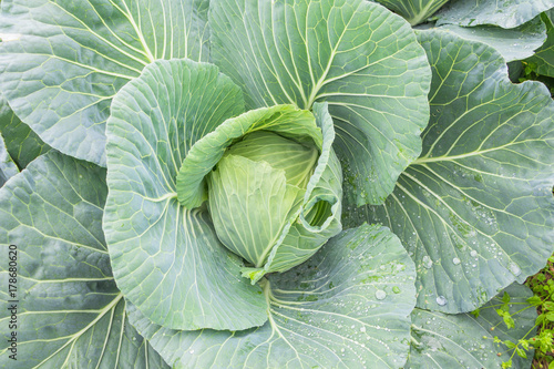 Green cabbag in