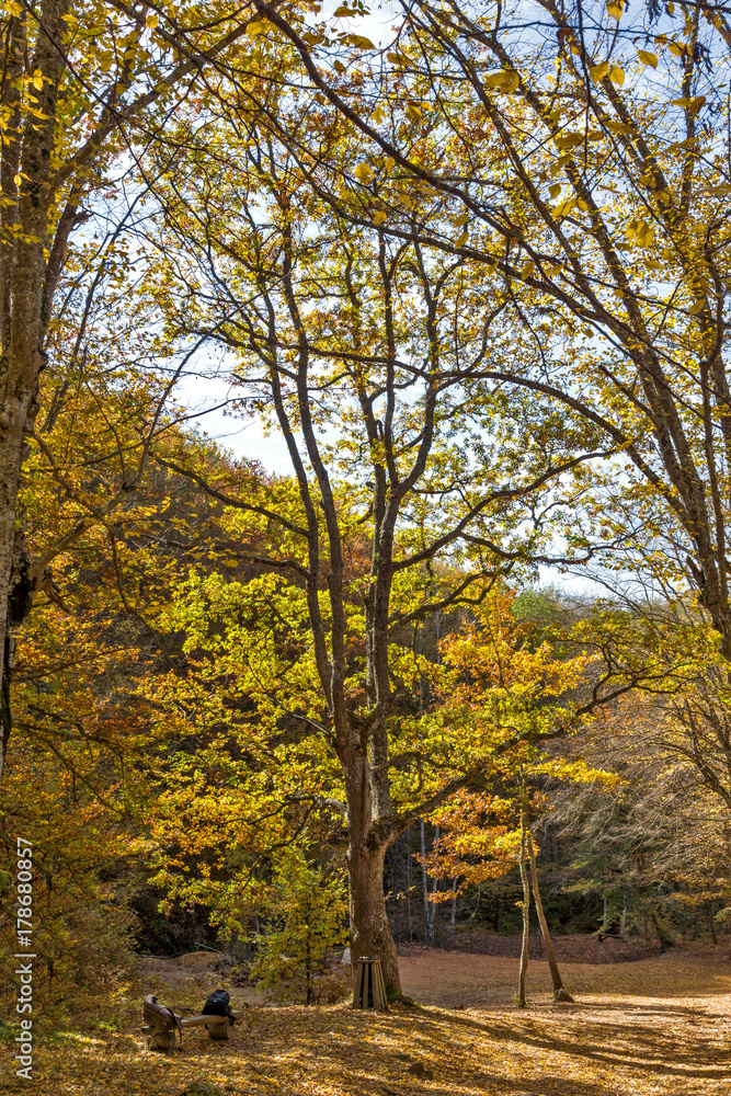 Naklejka premium Autumn Landscape with yellow near Devil town in Radan Mountain, Serbia
