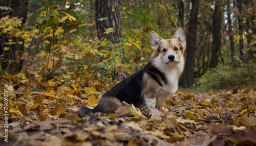 Dog breed Welsh Corgi Pembroke on a walk in a beautiful autumn forest.