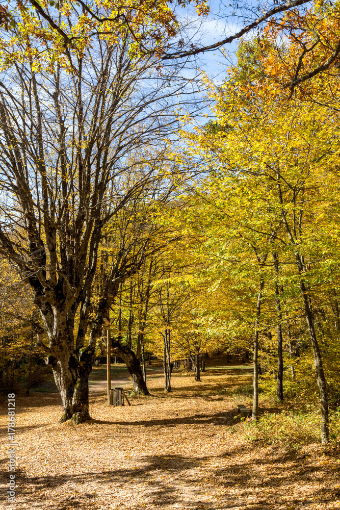 Autumn Landscape with yellow near Devil town in Radan Mountain, Serbia Autumn Landscape with yellow near Devil town in Radan Mountain, Serbia