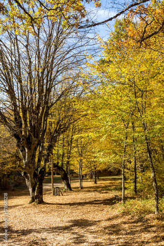 Autumn Landscape with yellow near Devil town in Radan Mountain, Serbia