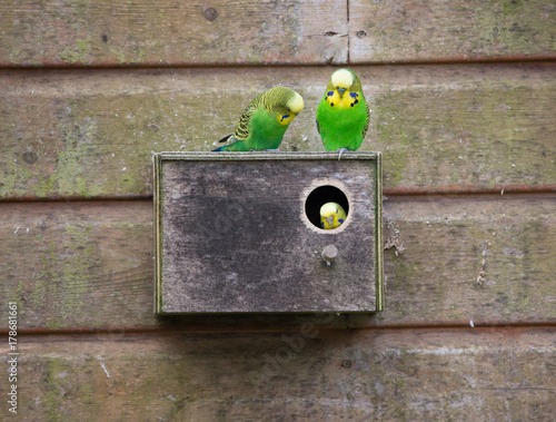 Parakeet Family