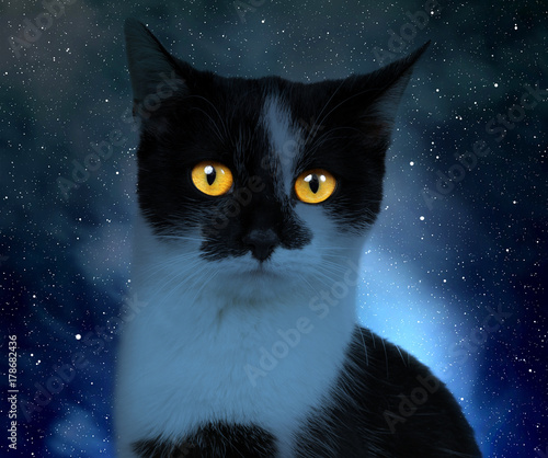 Portrait of a cat in the dark night.