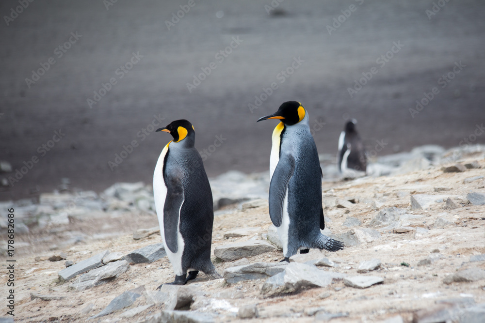 Fototapeta premium Königspinguine auf den Falklandinseln