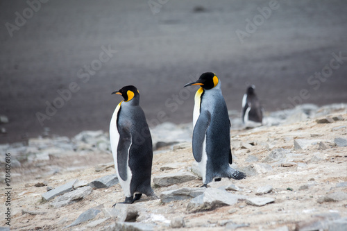 K  nigspinguine auf den Falklandinseln