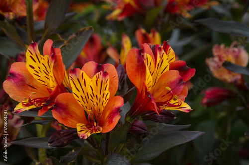 Orange, yellow and brown Inca Lily flowers in Cape Town, South Africa © CarlRobin