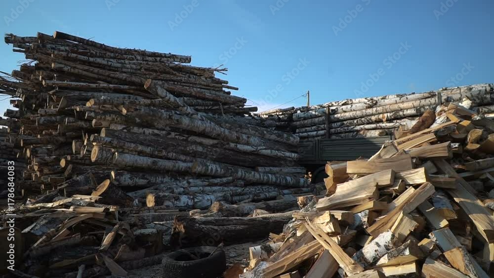 huge piles of long birch stems with bark, collected for processing on woodworking company huge piles of long birch stems with bark, collected for processing on woodworking company