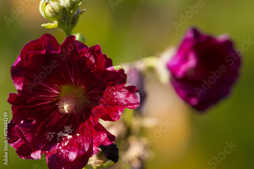 Pair of purple malva flowers. Beauty lavatera plant on dissolve background photo