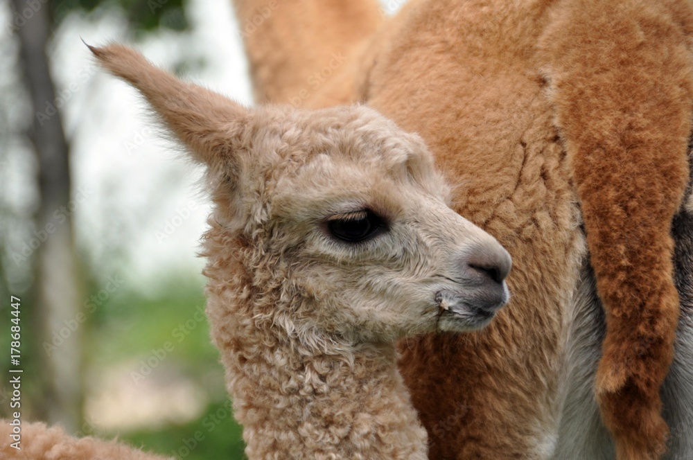Obraz premium Alpaca-Junges