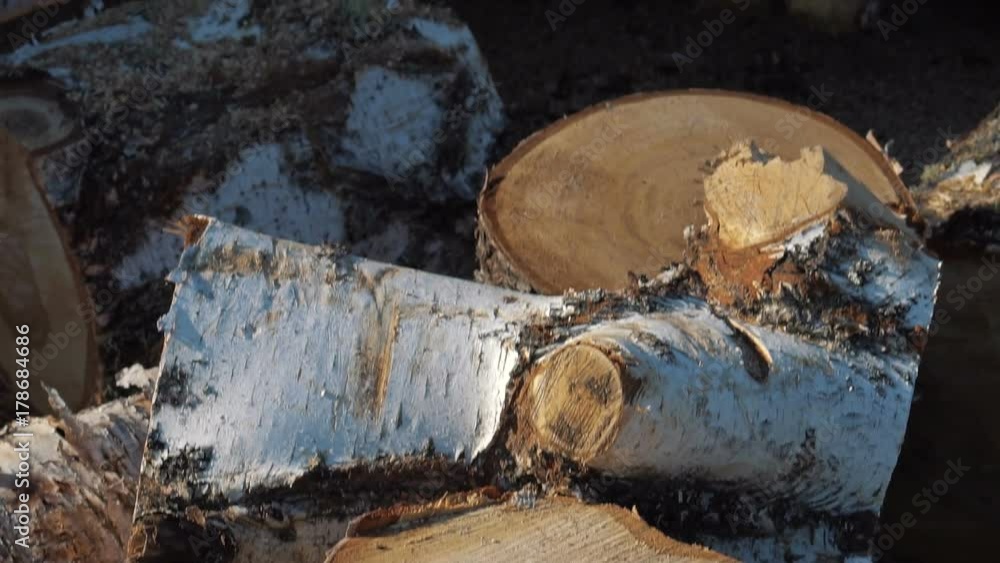 huge piles of long birch stems with bark, collected for processing on woodworking company huge piles of long birch stems with bark, collected for processing on woodworking company
