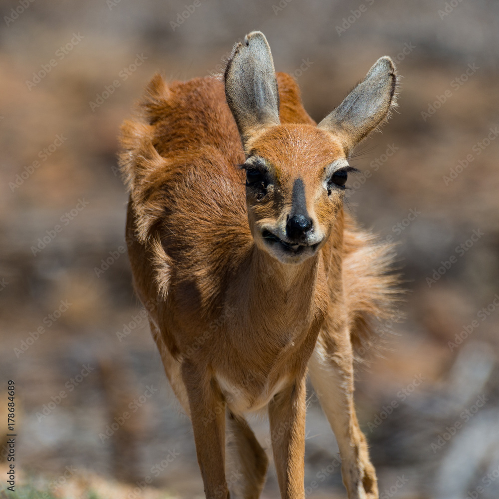Portrait of steenbok with fur blowing in wind Portrait of steenbok with fur blowing in wind