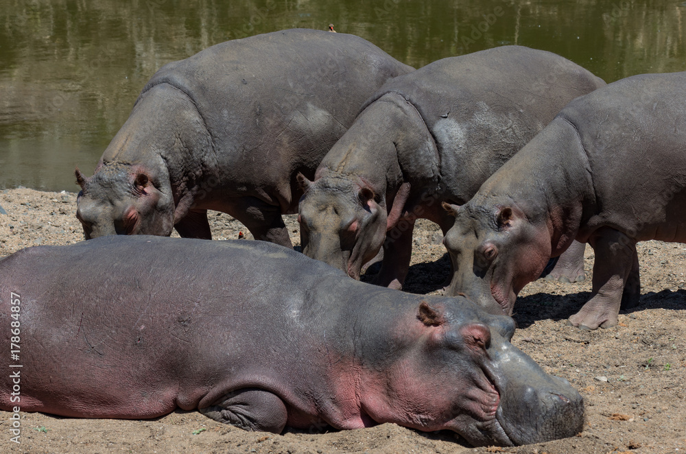 Dying hippo, due to drought, with three attendants