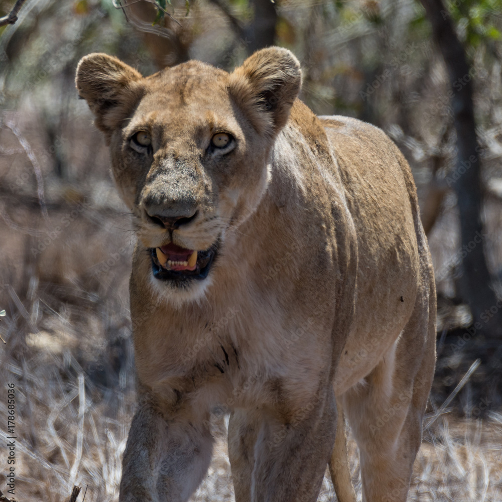 Fototapeta premium Front portrait of face and upper torso of lioness