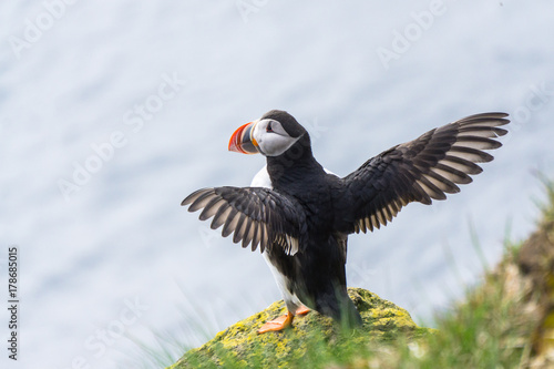 Puffin on Cliff