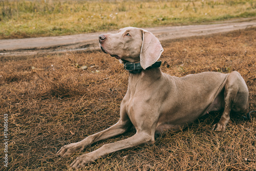 Hunting dog lying on grass on road