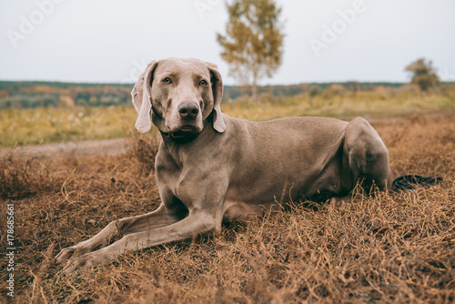Hunting dog